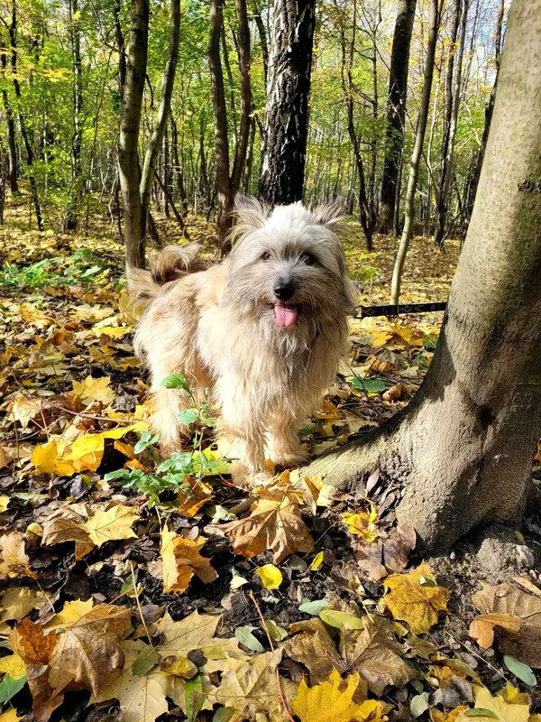 Znaleziono psa, Sosnowiec, 14 października 2023 (1/3)