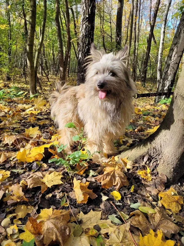 Znaleziono psa, Sosnowiec, 14 października 2023 (2/3)