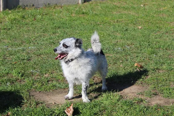 Pies do adopcji, Bełchatów, 13 lipca 2023 (5/5)