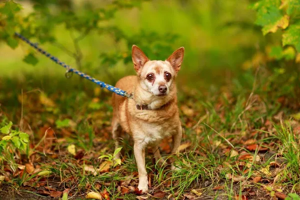 Pies do adopcji, Elbląg, 13 października 2023 (5/5)