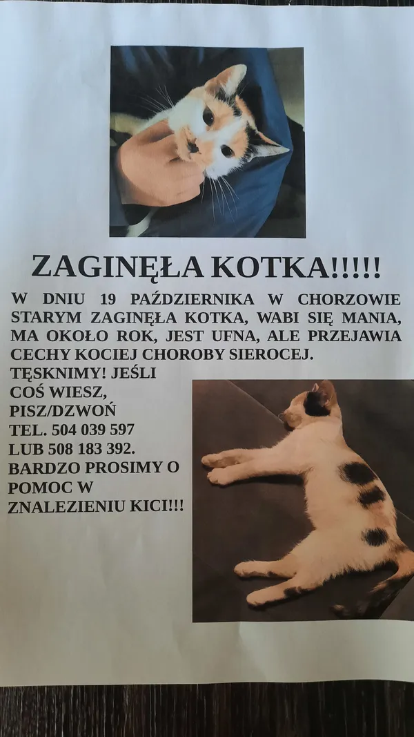 Zaginął kot, Chorzów, Chorzów Stary, 24 października 2023 (1/2)