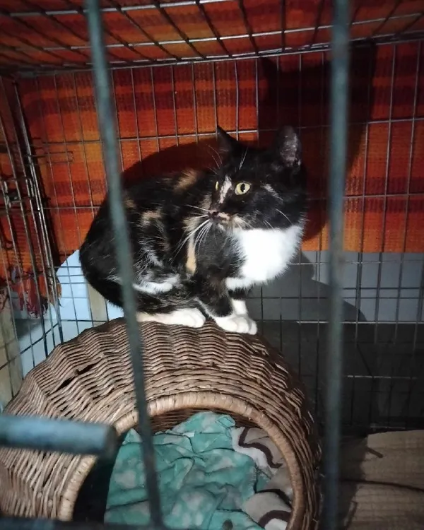 Kot do adopcji, Młodolino, 24 października 2023