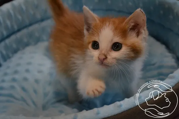 Kot do adopcji, Chełmek, 20 października 2023