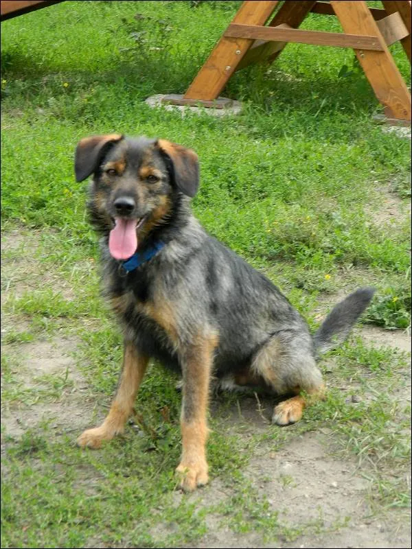Znaleziono psa, Grudziądz, 1 maja 2023