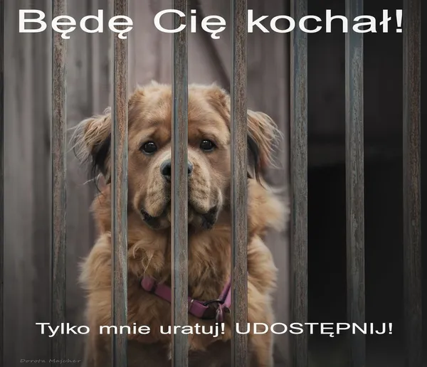 Pies do adopcji, Korabiewice, 25 października 2023 (2/4)