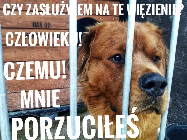 Pies do adopcji, Korabiewice, 25 października 2023 (4/4)