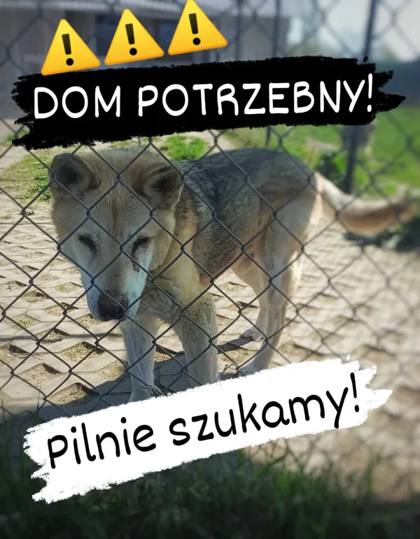 Pies do adopcji, Korabiewice, 25 października 2023 (2/3)