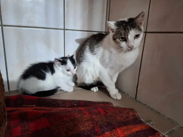 Kot do adopcji, Orzechowce, 26 października 2023