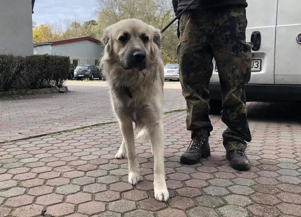 Znaleziono psa, Toruń, 30 października 2023