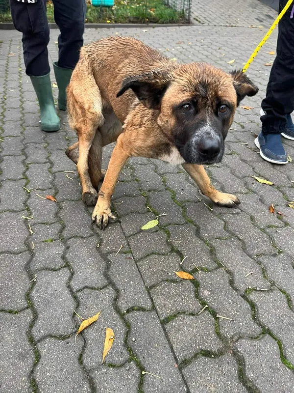 Znaleziono psa, Bydgoszcz, 3 listopada 2023