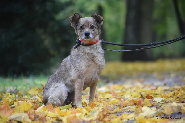 Znaleziono psa, Toruń, 9 października 2023