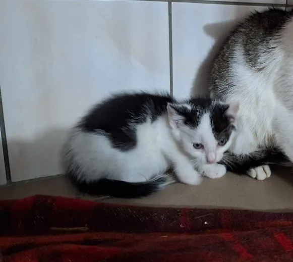 Kot do adopcji, Orzechowce, 25 października 2023