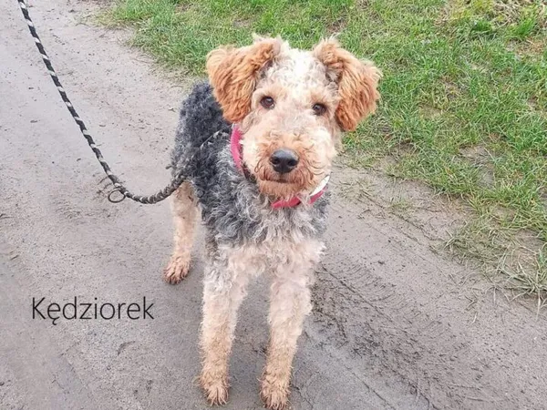 Pies do adopcji, Przyborówko, 7 listopada 2023