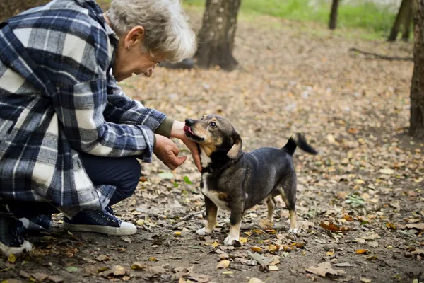 Pies do adopcji, Sosnowiec, 8 listopada 2023 (2/3)