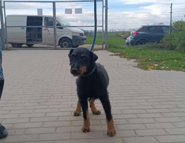 Znaleziono psa, Świdnica, 10 listopada 2023