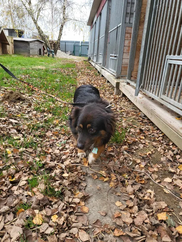 Pies do adopcji, Orzechowce, 10 listopada 2023