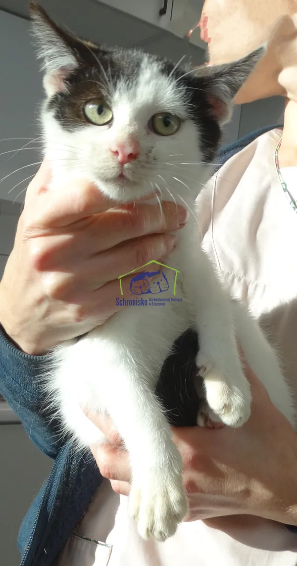 Kot do adopcji, Szczecin, 10 listopada 2023