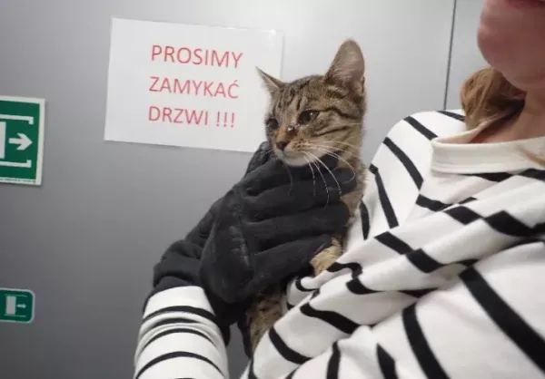Znaleziono kota, Warszawa, 10 listopada 2023