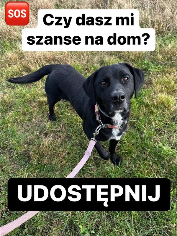 Pies do adopcji, Korabiewice, 11 listopada 2023 (2/2)