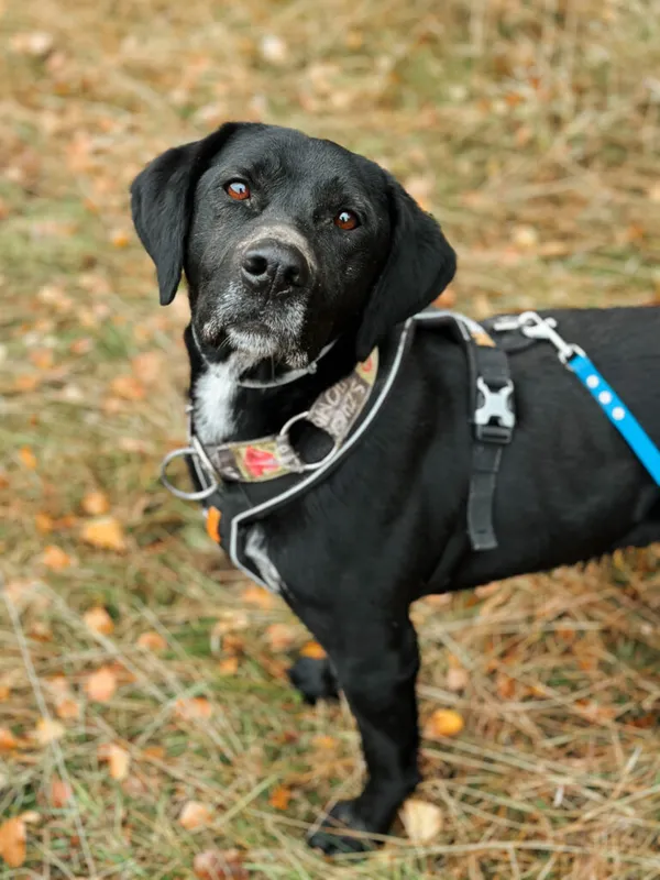 Pies do adopcji, Korabiewice, 11 listopada 2023 (1/5)