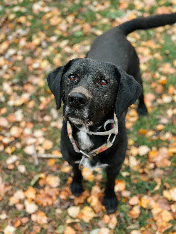 Pies do adopcji, Korabiewice, 11 listopada 2023 (2/5)