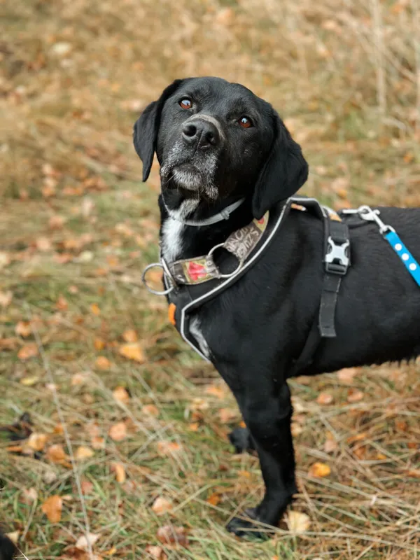 Pies do adopcji, Korabiewice, 11 listopada 2023 (3/5)