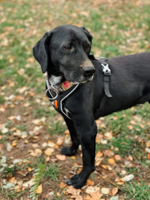 Pies do adopcji, Korabiewice, 11 listopada 2023 (4/5)