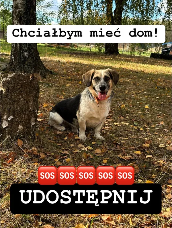 Pies do adopcji, Korabiewice, 11 listopada 2023 (2/4)