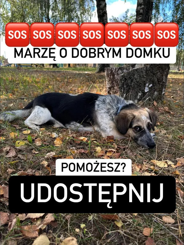Pies do adopcji, Korabiewice, 11 listopada 2023 (4/4)