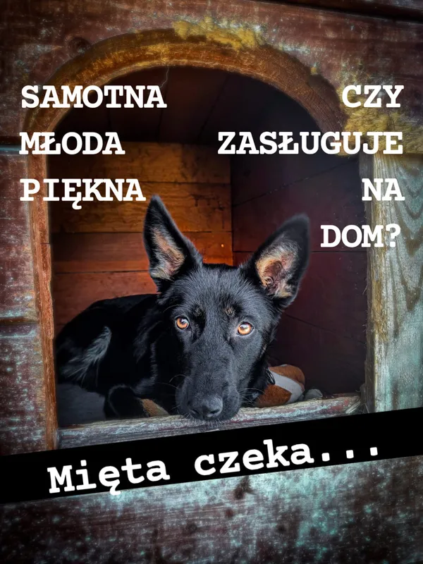 Pies do adopcji, Korabiewice, 11 listopada 2023 (1/4)