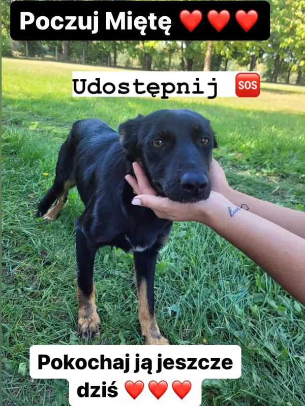 Pies do adopcji, Korabiewice, 11 listopada 2023 (2/4)