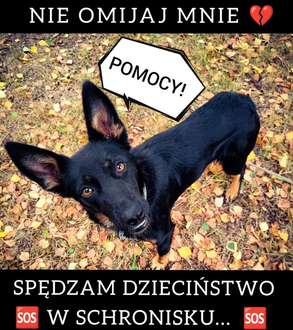 Pies do adopcji, Korabiewice, 11 listopada 2023 (3/4)