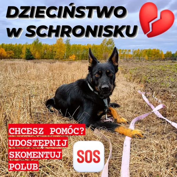 Pies do adopcji, Korabiewice, 11 listopada 2023 (4/4)