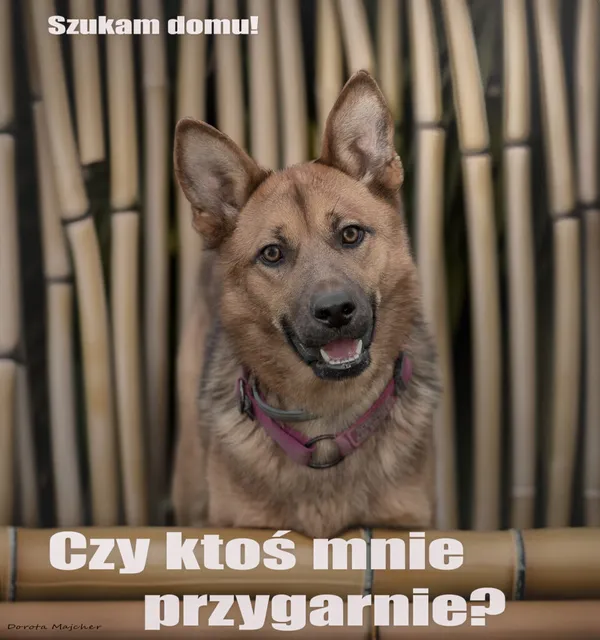 Pies do adopcji, Korabiewice, 11 listopada 2023 (1/2)