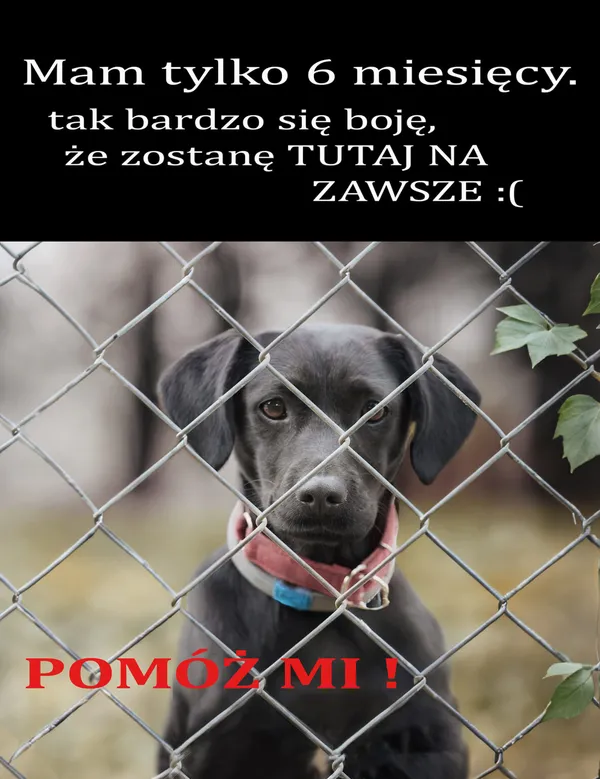 Pies do adopcji, Korabiewice, 11 listopada 2023 (2/5)