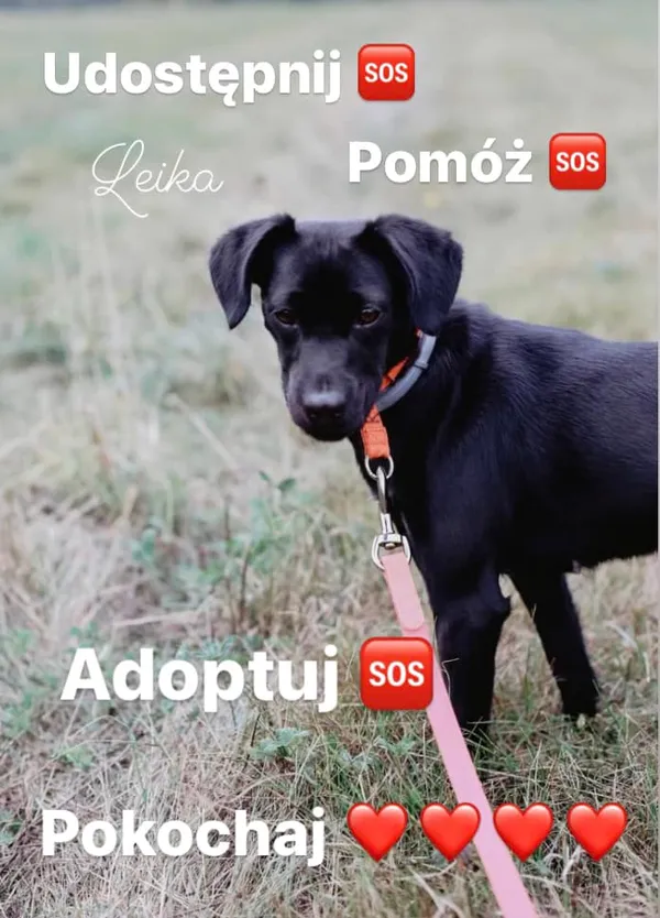 Pies do adopcji, Korabiewice, 11 listopada 2023 (5/5)