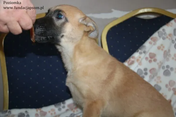 Pies do adopcji, Nowy Dwór Mazowiecki, 13 listopada 2023 (2/5)