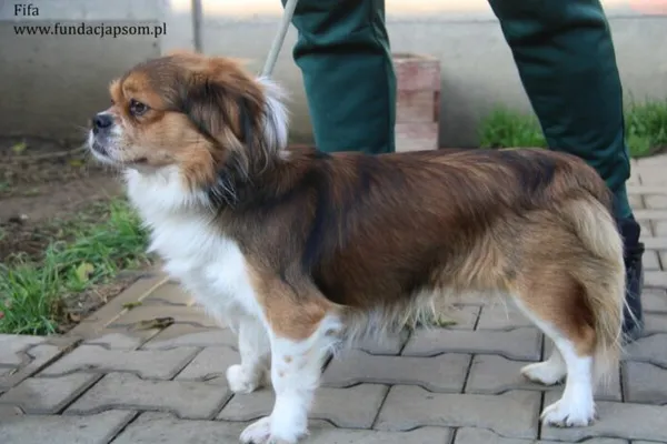Pies do adopcji, Nowy Dwór Mazowiecki, 13 listopada 2023 (2/5)