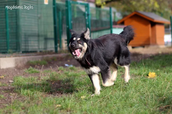 Pies do adopcji, Bydgoszcz, 13 listopada 2023 (4/5)