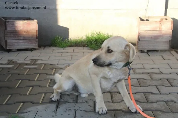 Pies do adopcji, Nowy Dwór Mazowiecki, 29 października 2023 (4/5)
