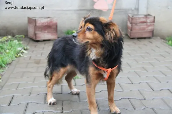 Pies do adopcji, Nowy Dwór Mazowiecki, 14 listopada 2023 (2/5)