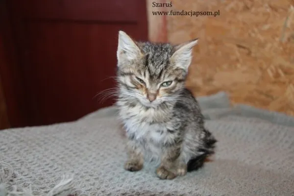 Kot do adopcji, Nowy Dwór Mazowiecki, 14 listopada 2023 (2/4)