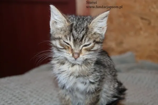 Kot do adopcji, Nowy Dwór Mazowiecki, 14 listopada 2023 (3/4)