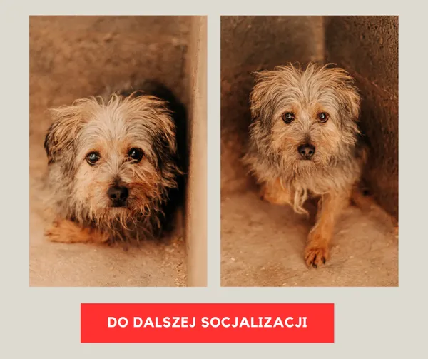 Pies do adopcji, Czartki, 15 listopada 2023