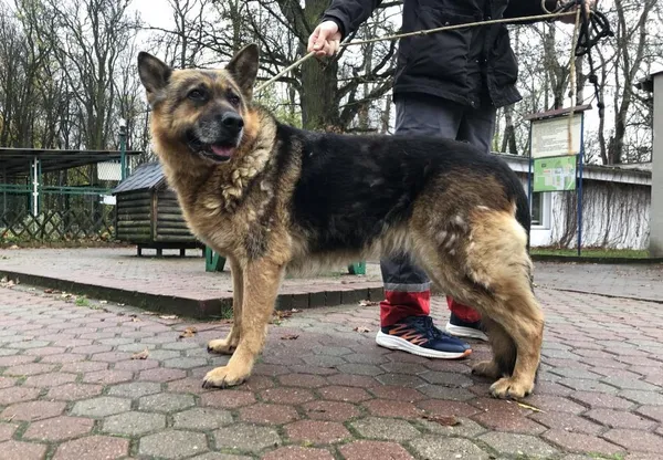 Znaleziono psa, Toruń, 15 listopada 2023