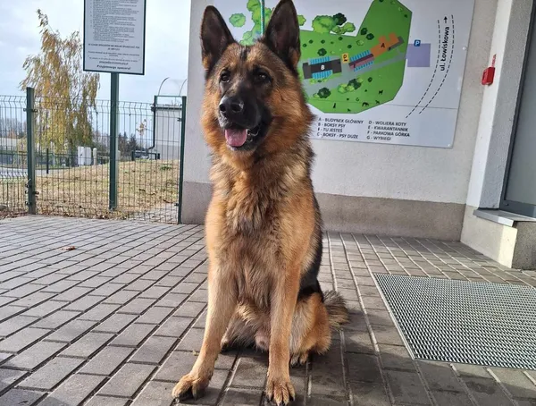 Znaleziono psa, Bydgoszcz, 14 listopada 2023