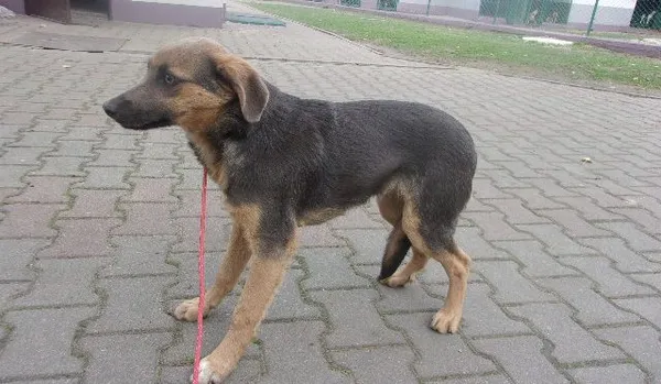 Pies do adopcji, Brodnica, 17 listopada 2023