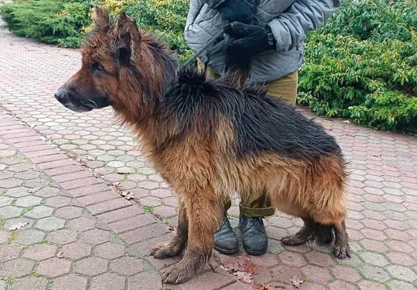 Znaleziono psa, Toruń, 17 listopada 2023