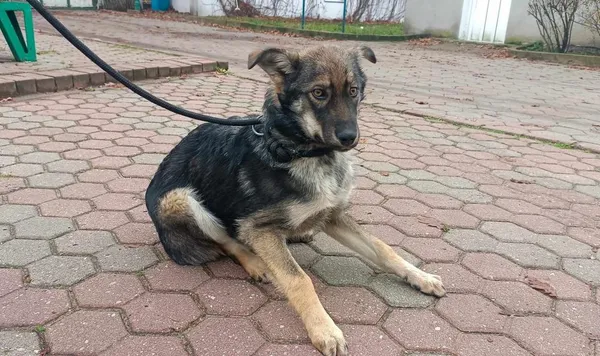 Znaleziono psa, Toruń, 16 listopada 2023
