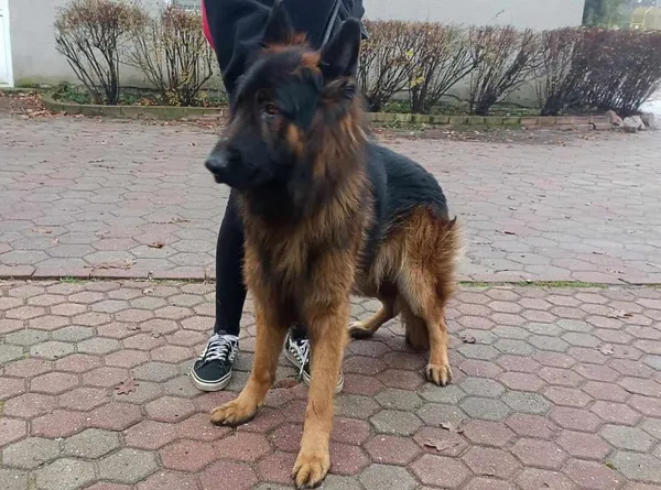 Znaleziono psa, Toruń, 16 listopada 2023